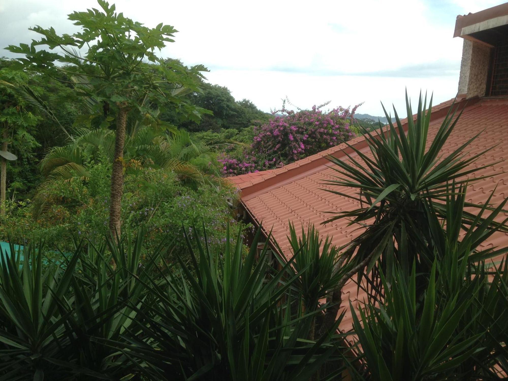 Villa Mango B&B Nosara ภายนอก รูปภาพ